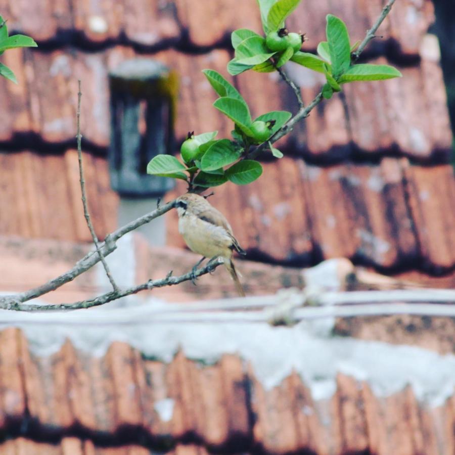 Homestay Guddadamane Chikmagalur