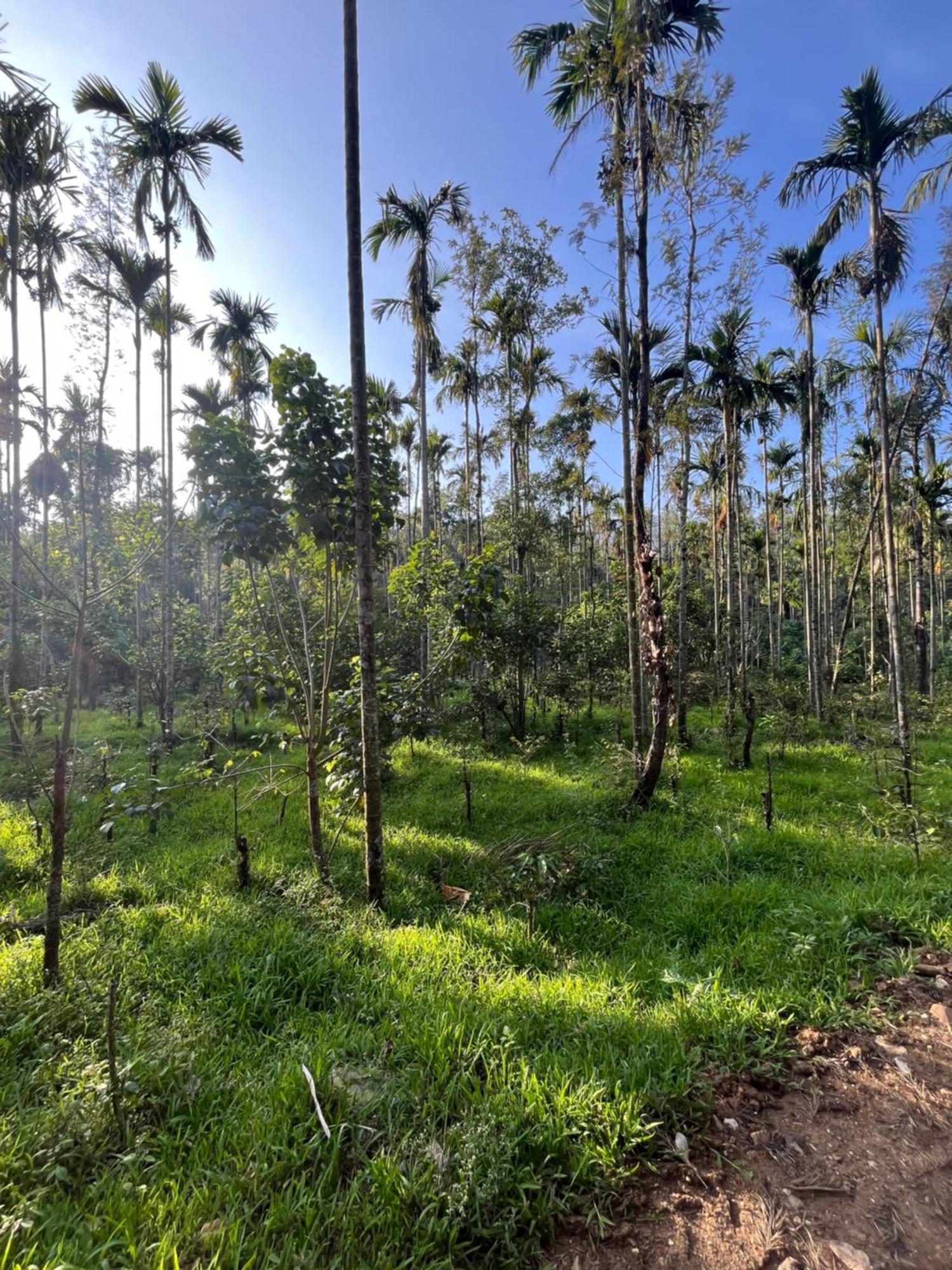 Ayush Nature View