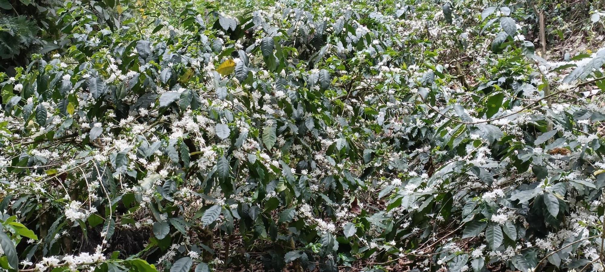 Siderbhan Chikmagalur