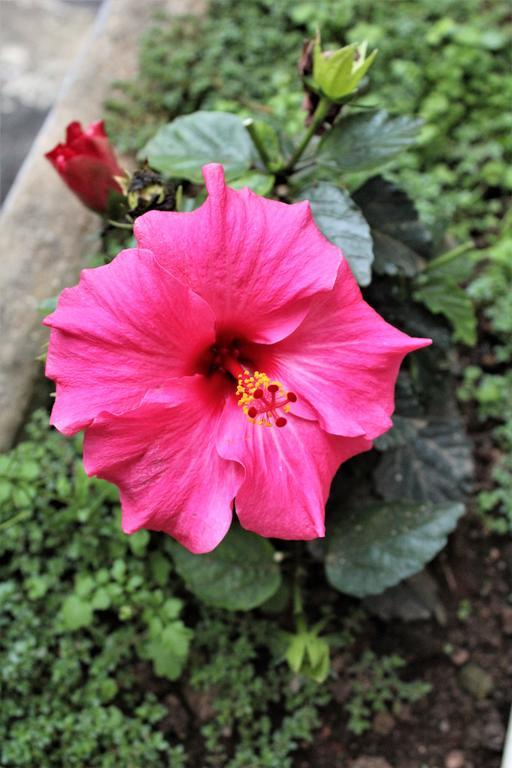 Guddadamane * Chikmagalur